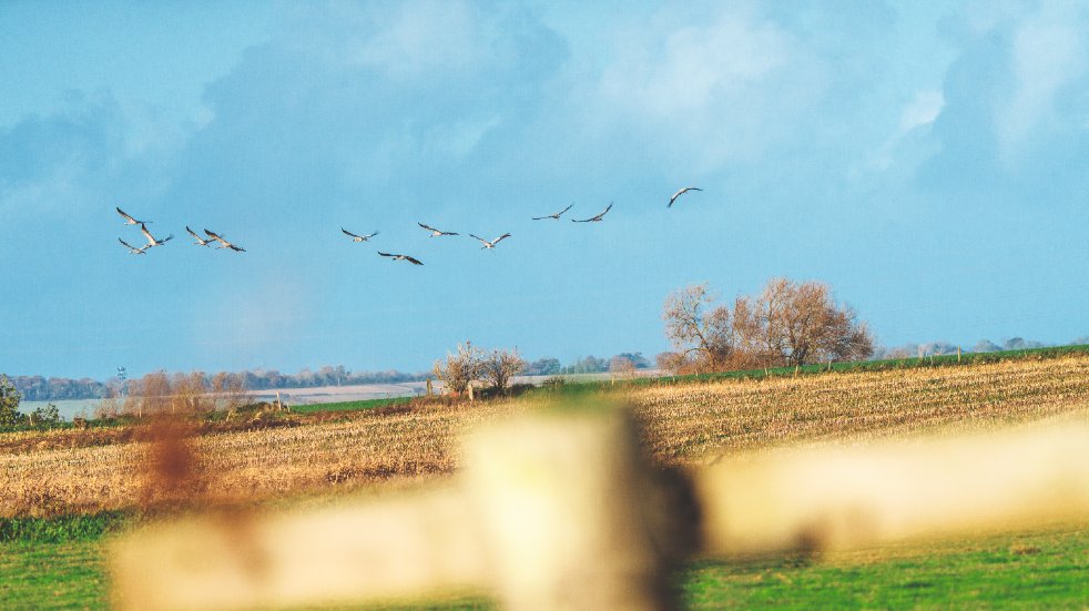 Cranes in somerset